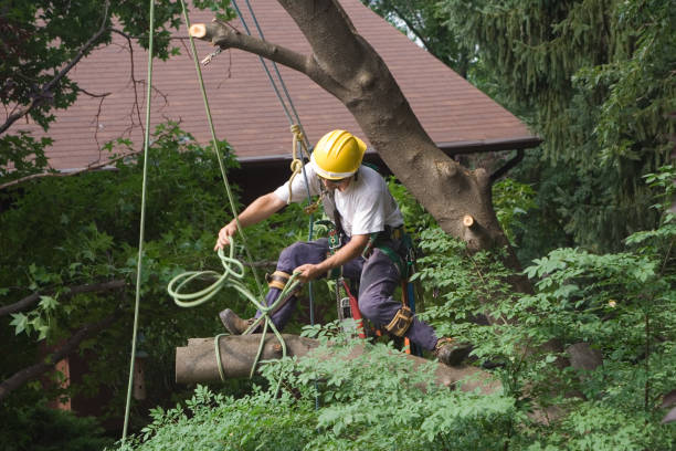 Best Hazardous Tree Removal  in El Paso, TX