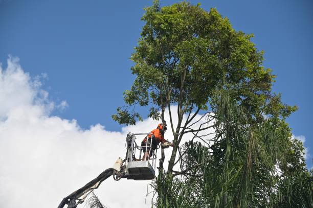 Best Seasonal Cleanup (Spring/Fall)  in El Paso, TX